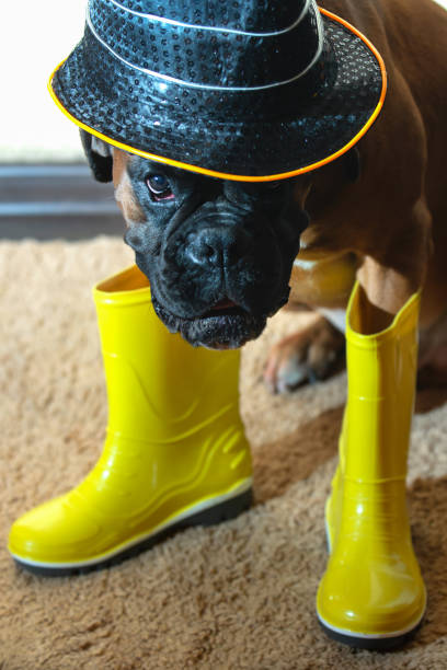 ein hund in herbstkleidung für halloween. - puddle rain boot water stock-fotos und bilder