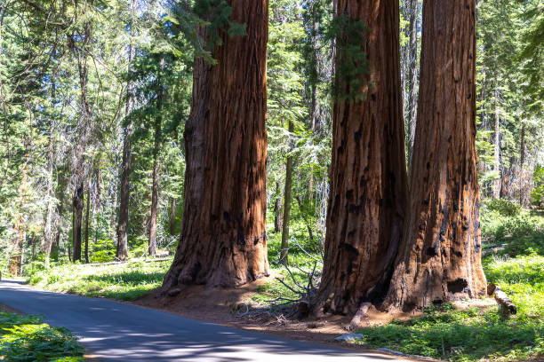 istock Sequoia National Park in California 1340547190
