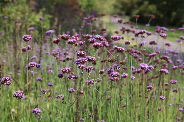 istock Verbena bonariensis background with blurred pathway behind 1340548754