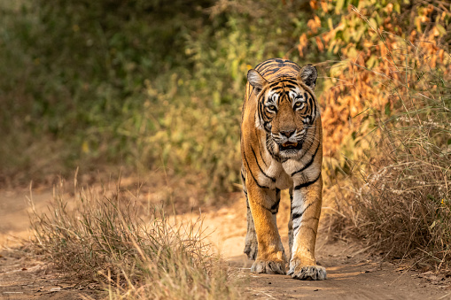 tigre salvaje real de Bengala caminando de frente en un safari de vida silvestre en el parque nacional ranthambore o en la reserva de tigres rajasthan india - panthera tigris tigris photo