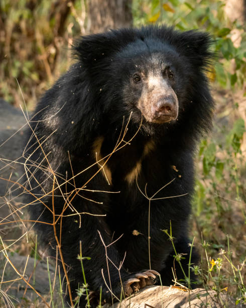 Indian Sloth Bear Stock Photos, Pictures & Royalty-Free Images - iStock