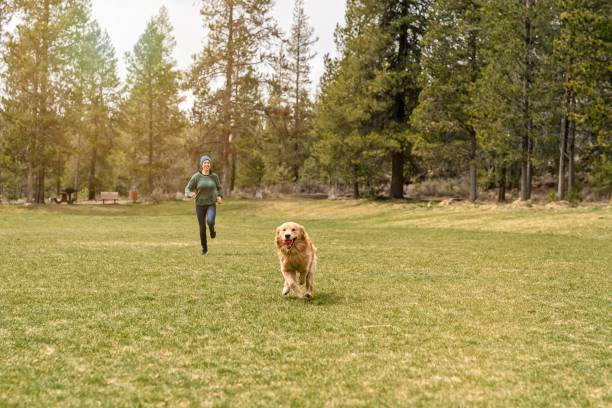 istock Playful dog playing chase with owner 1340548933