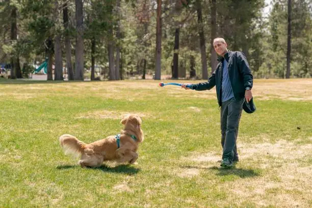 A healthy and active senior man throws a ball for his golden retriever to chase. The man is enjoying a relaxing day at the dog park with his canine companion. It is a cool, sunny day in the Pacific Northwest. Retirement, healthy lifestyle and emotional support animal concepts. Copy space.