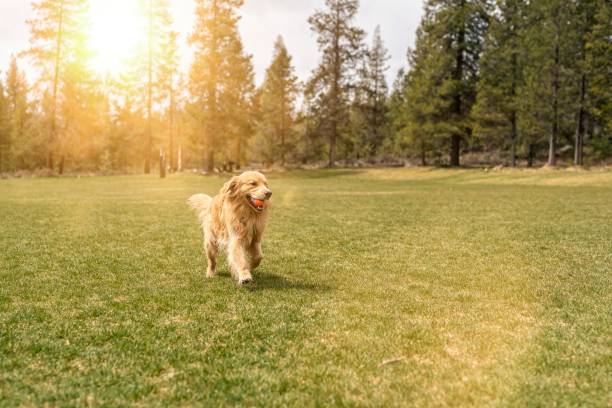 istock Beautiful golden retriever playing fetch outside 1340548946