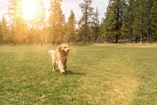Wide shot of an adorable golden retriever running toward the the camera with a ball in his mouth. The obedient young pet dog is playing fetch at a large, grassy dog park surrounded by fir trees in the Pacific Northwest. Image has sun flair and copy space.