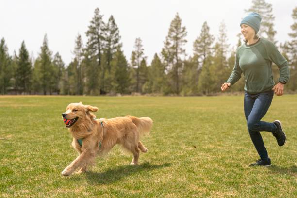 Woman playing with pet golden retriever at the park An adorable and energetic golden retriever carries a ball in his mouth while running through a grassy dog park in Oregon. The pet's owner is a young Eurasian woman. The woman is happily chasing the dog. She is wearing a sweater and winter hat because it is a cold yet sunny day in the Pacific Northwest. Copy space. dog retrieving running playing stock pictures, royalty-free photos & images