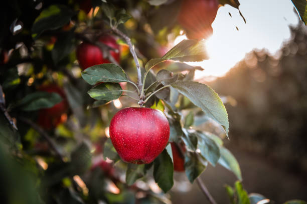 reife rote apfel-nahaufnahme mit apfelgarten im hintergrund - apfelbaum stock-fotos und bilder