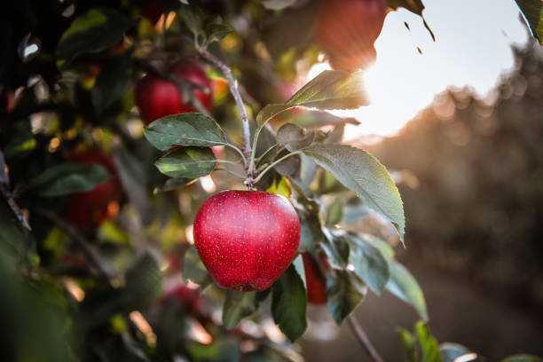 Ripe red apple close-up with apple orchard in background One apple on a tree apple tree stock pictures, royalty-free photos & images