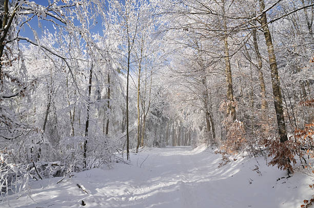 Foresta invernale - foto stock