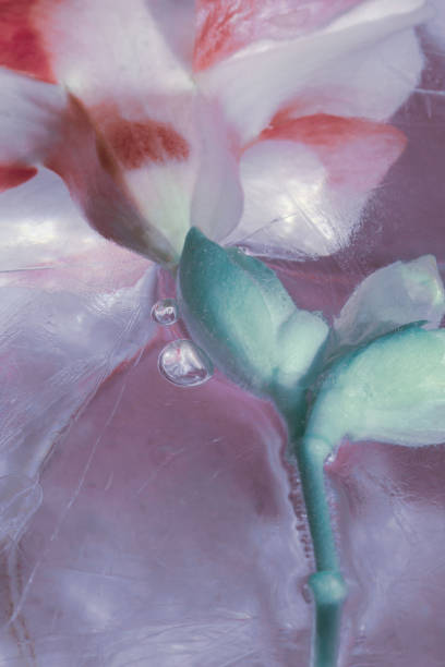 istock Pink flower with stem in ice. 1340550267