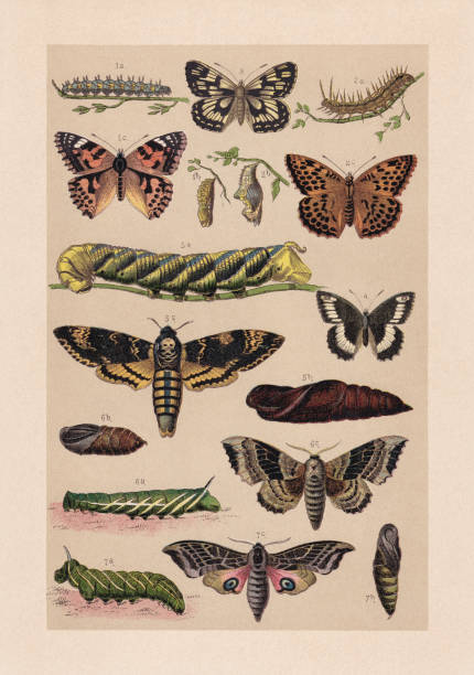Butterflies (Lepidoptera), chromolithograph, published in 1889 Butterflies (Lepidoptera): 1) Painted lady, or cosmopolitan (Vanessa cardui), a-caterpillar, b-pupa, c-butterfly; 2) Silver-washed fritillary (Argynnis paphia), a-caterpillar, b-pupa, c-butterfly; 3) Marbled white  (Melanargia galathea); 4) Woodland grayling (Hipparchia fagi); 5) African death's-head hawkmoth (Acherontia atropos), a-caterpillar, b-pupa, c-butterfly; 6) Poplar hawk-moth (Laothoe populi), a-caterpillar, b-pupa, c-butterfly; 7) Eyed hawk-moth (Smerinthus ocellata), a-caterpillar, b-pupa, c-butterfly. Chromolithograph, published in 1889. smerinthus ocellatus stock illustrations