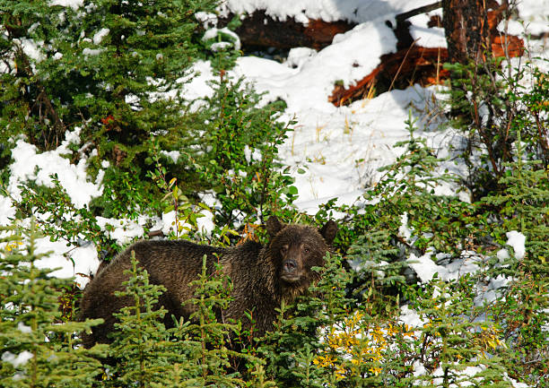 Wild Grizzly Young Grizzly Bear feeding on berries in the snow, Peter Lougheed Provincial Park, Kananaskis Country Alberta Canada kananaskis country stock pictures, royalty-free photos & images