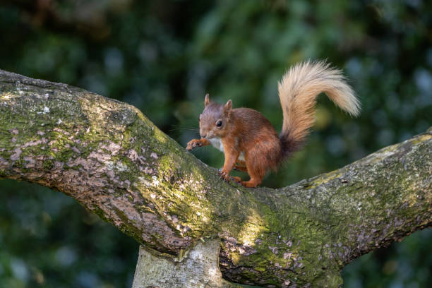 istock Red Squirrel on a Branch of a Tree, Ireland 1340551888