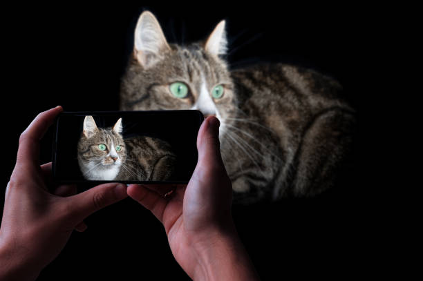 istock Man taking photo of cat 1340552099