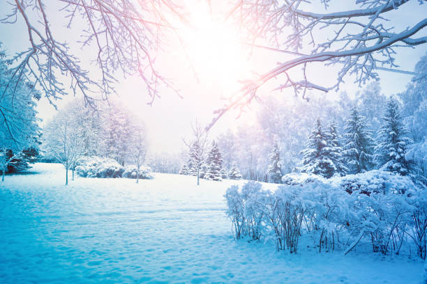 Beautiful winter landscape public snow-covered park with deciduous and coniferous trees, bushes against background cold winter sky and setting sun.