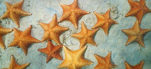 Estrellas de mar bajo el agua en el fondo arenoso del mar Caribe photo