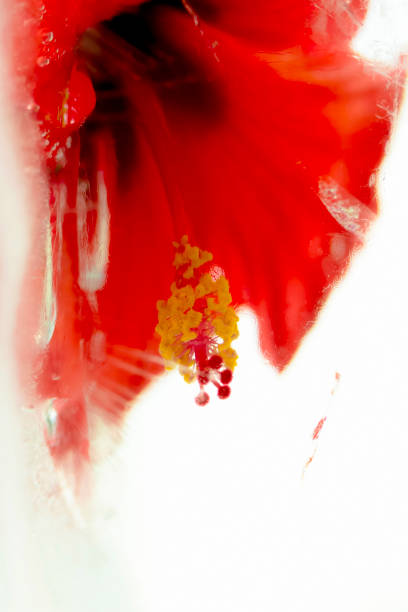 istock Red hibiscus trapped in ice. 1340553784