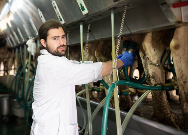 istock Dairymaid young man working with automatical cow milking machines 1340554202
