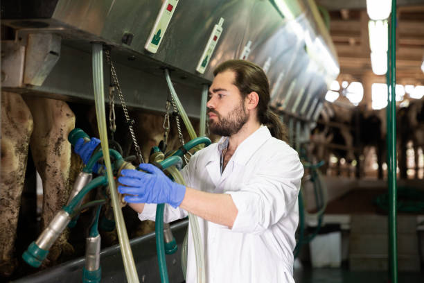 istock Milkmaid man working with automatical cow milking machines 1340554209