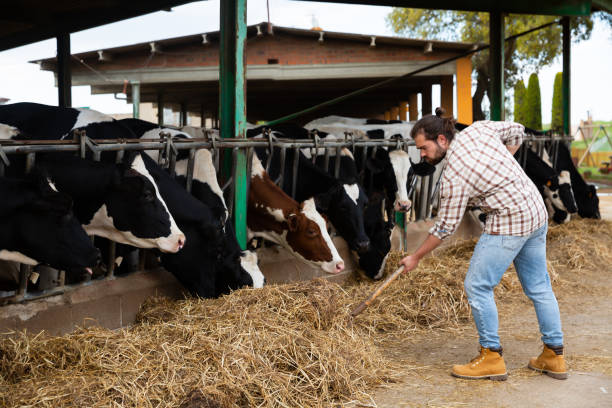 istock Fine man farmer with shovel working at farm 1340554225