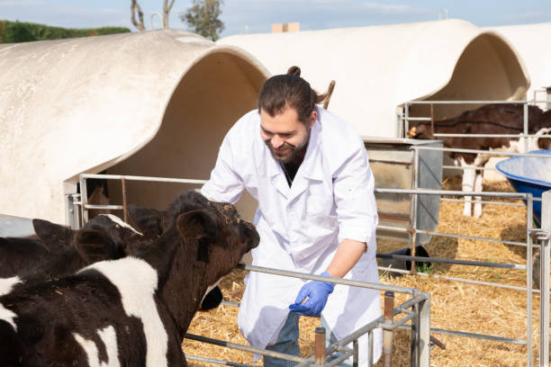 istock Young man farmer is taking care  newborn calf 1340554226