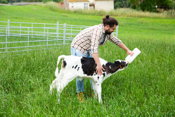 istock Man farmer feeding young cattle from bottle at the cow farm 1340554233