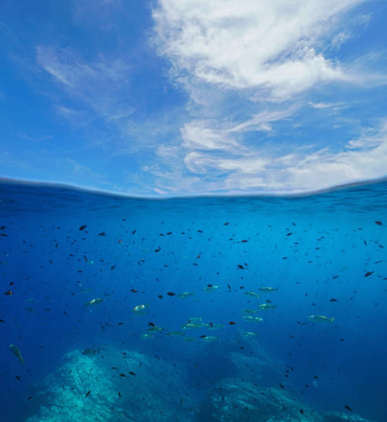 istock Seascape Mediterranean sea fish over under water 1340555519