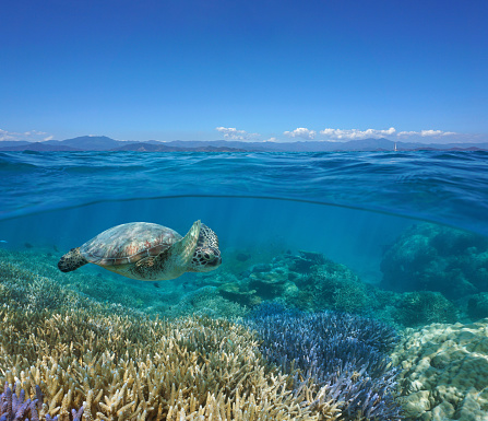 Seascape over and under water surface, coral reef with a green sea turtle underwater and the coast of Grande-Terre island at the horizon, south Pacific ocean, New Caledonia, Oceania