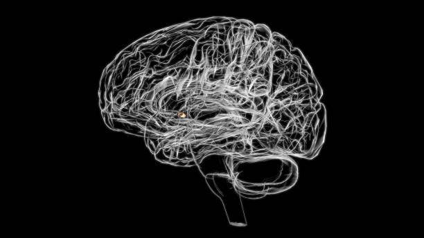istock Brain Anterior commissure Anatomy For Medical Concept 3D 1340556070