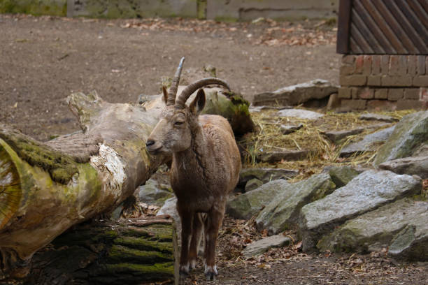 istock large fall on a mountain goat in an animal park. 1340556147