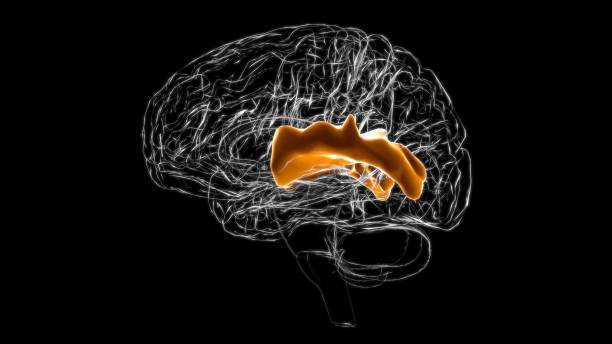 医学概念3dのための右上側頭回解剖学の脳後部 - gyrus ストックフォトと画像