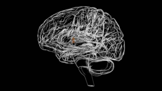 istock Brain Interventricular foramen Anatomy For Medical Concept 3D 1340556384
