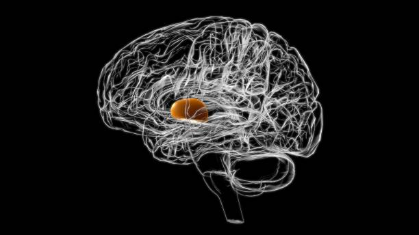 brain globus pallidus anatomy for medical concept 3d - hypothalamus imagens e fotografias de stock