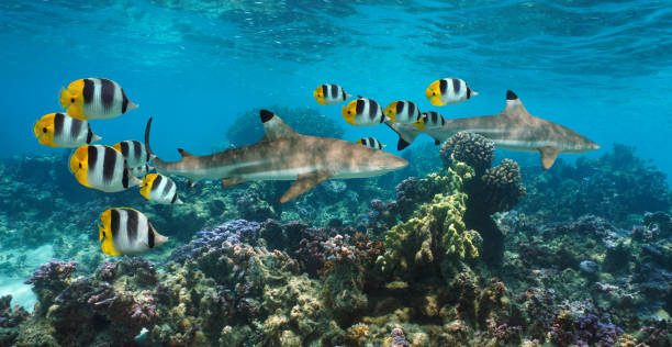 Sharks underwater colorful coral reef with fish Sharks underwater in a colorful coral reef with tropical fish, Pacific ocean, French Polynesia, Oceania blacktip reef shark stock pictures, royalty-free photos & images