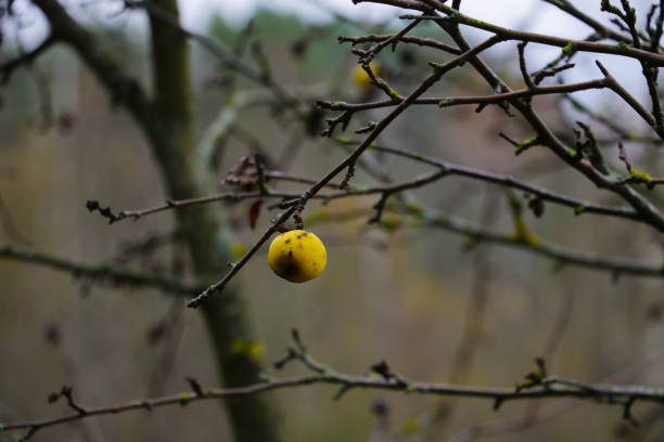 istock On a branch of a tree without leaves in autumn hangs an apple. 1340557312