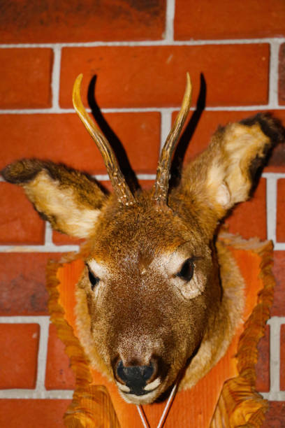 istock Close-up on the stuffed roe deer on the wall. 1340557324