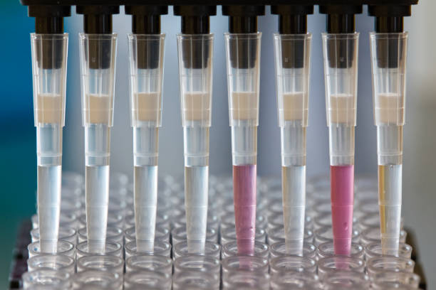 Research scientist pipetting SARS_CoV-2 samples to a plate using a multichannel pipette