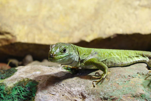 istock Close-up on a small green lizard on a rock. 1340557623