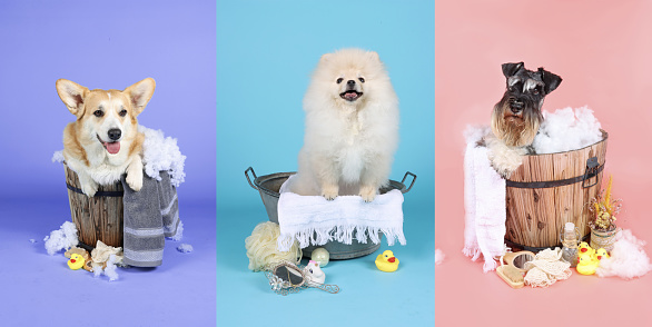panoramic banner with different dogs taking a bath