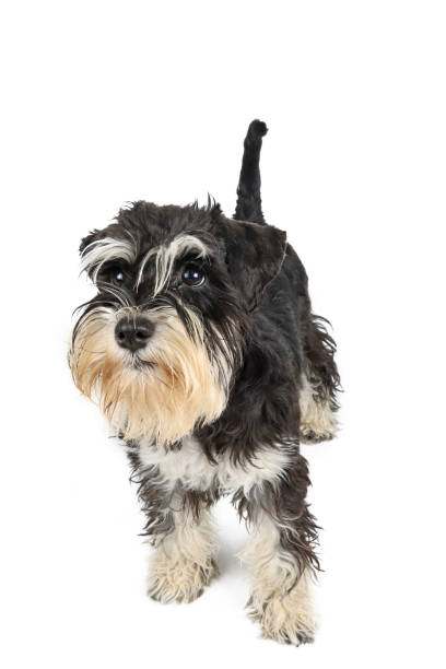 istock miniature schnauzer puppy isolated on white 1340557652