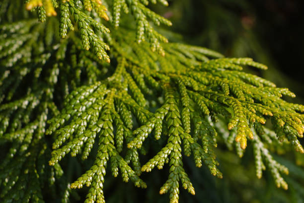Green young juniper branch close up. conifer Green young juniper branch close up, conifer juniperus procumbens stock pictures, royalty-free photos & images