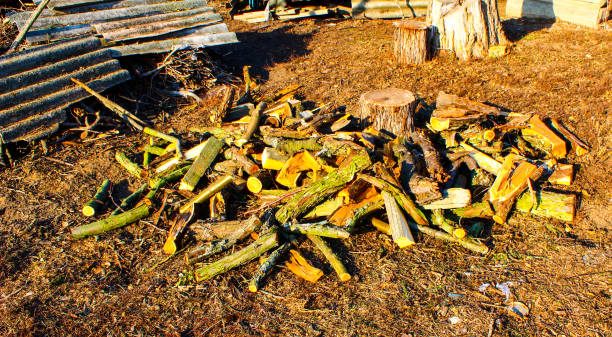 istock Firewood by sawn pilots stump next to the chip too 1340558896
