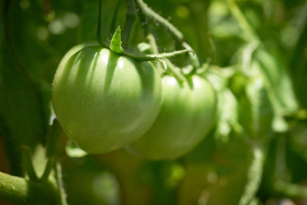 Green tomato in tomatoes orchard field homestead farm