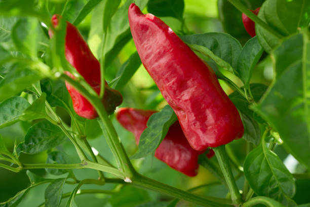 istock Red Peppers in orchard field homestead 1340559213