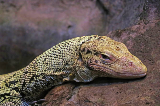 istock Beautiful lizard close up on the stone. 1340559575