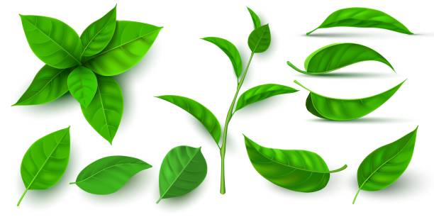 реалистичный 3d свежий чай зеленые листья и ветки. лист летающего дерева. чайные или мятные растительные элементы. экология, природа и веган� - tea crop leaf freshness organic stock illustrations
