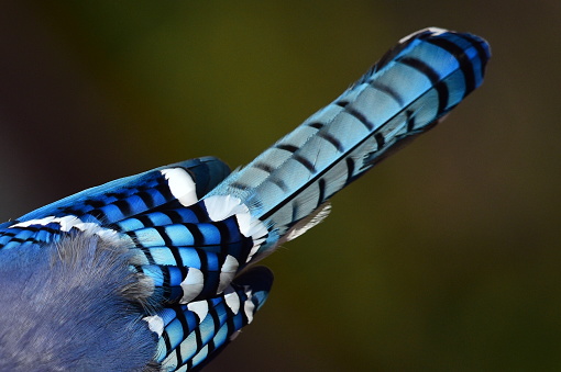 A blue jay displays its wing and tail feathers.