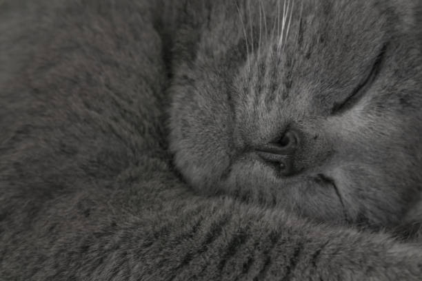 istock Sleeping domestic gray cat close up 1340560874