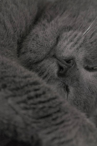 istock Sleeping domestic gray cat close up 1340560897
