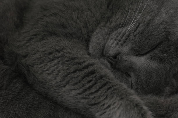 istock Sleeping domestic gray cat close up 1340560913